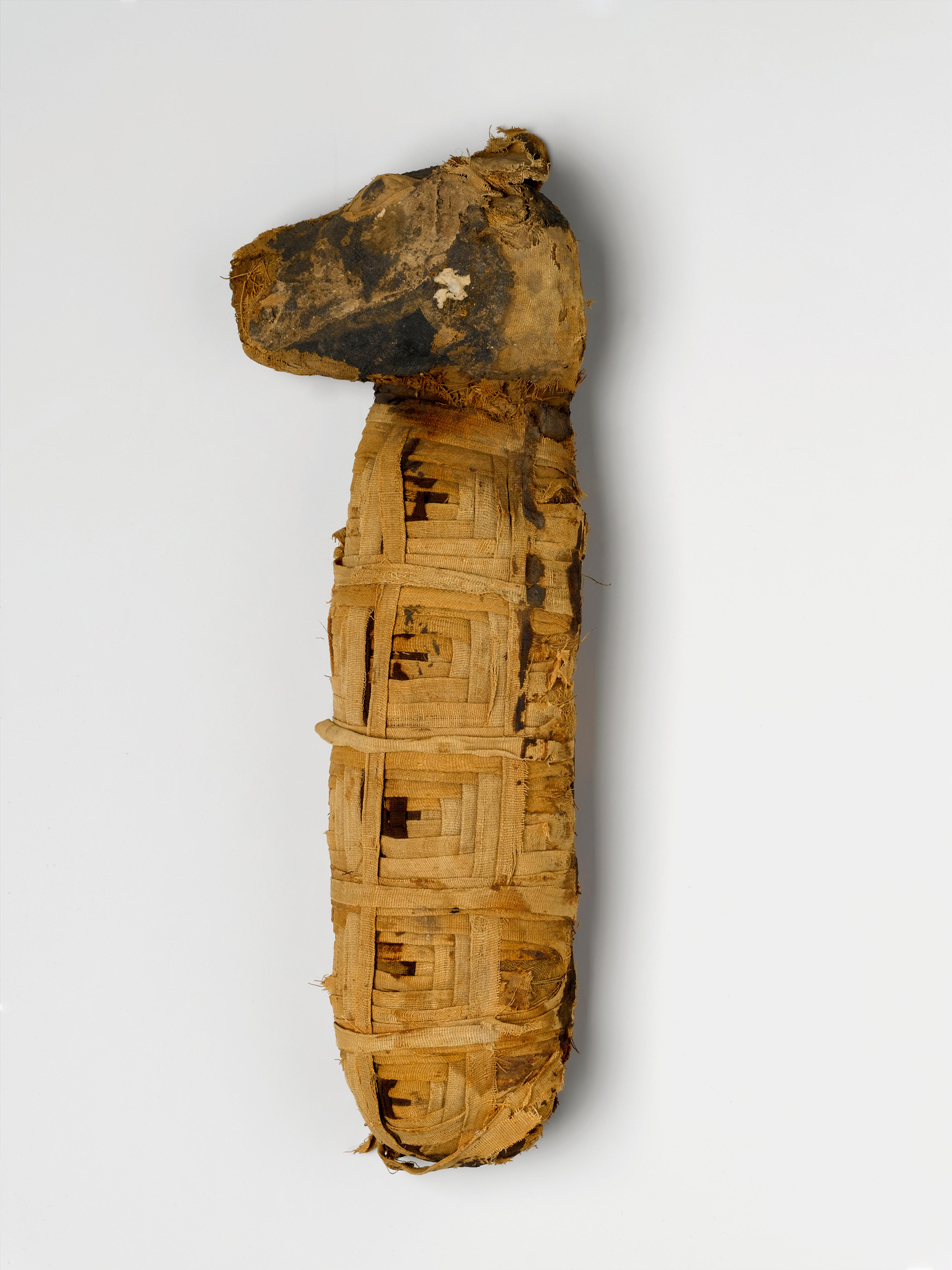 Dog Mummy. From Egypt. Late Period to Ptolemaic Period, 510–230 B.C.E. Animal remains, linen, 31/4 x 17 x 51/2 in. (8.3 x 43.2 x 14 cm). Brooklyn Museum; Charles Edwin Wilbour Fund, 37.1984E. (Photo: Christine Gant, Brooklyn Museum)