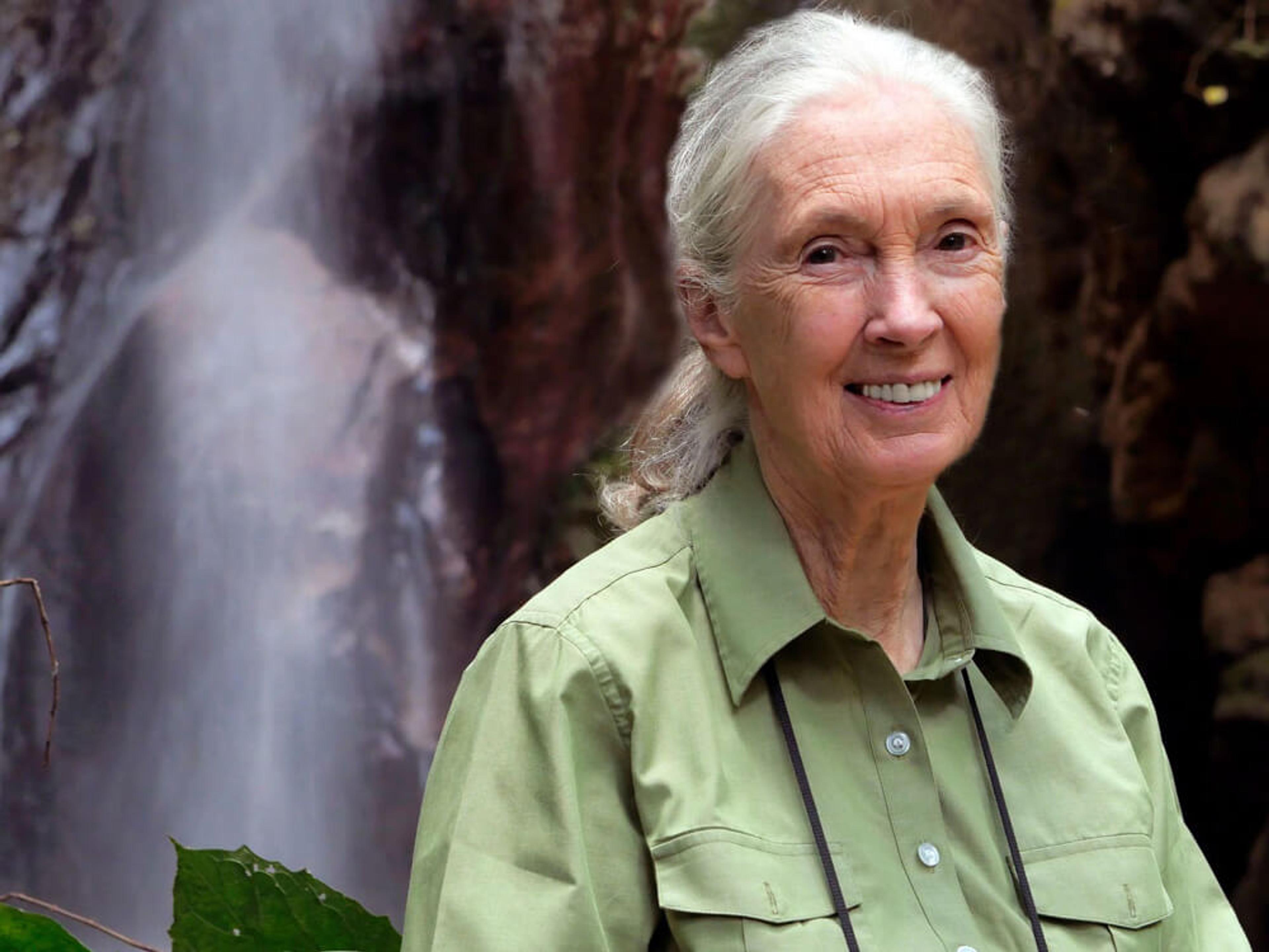 Dr. Jane Goodall. (Photo: JGI/Bill Wallauer)