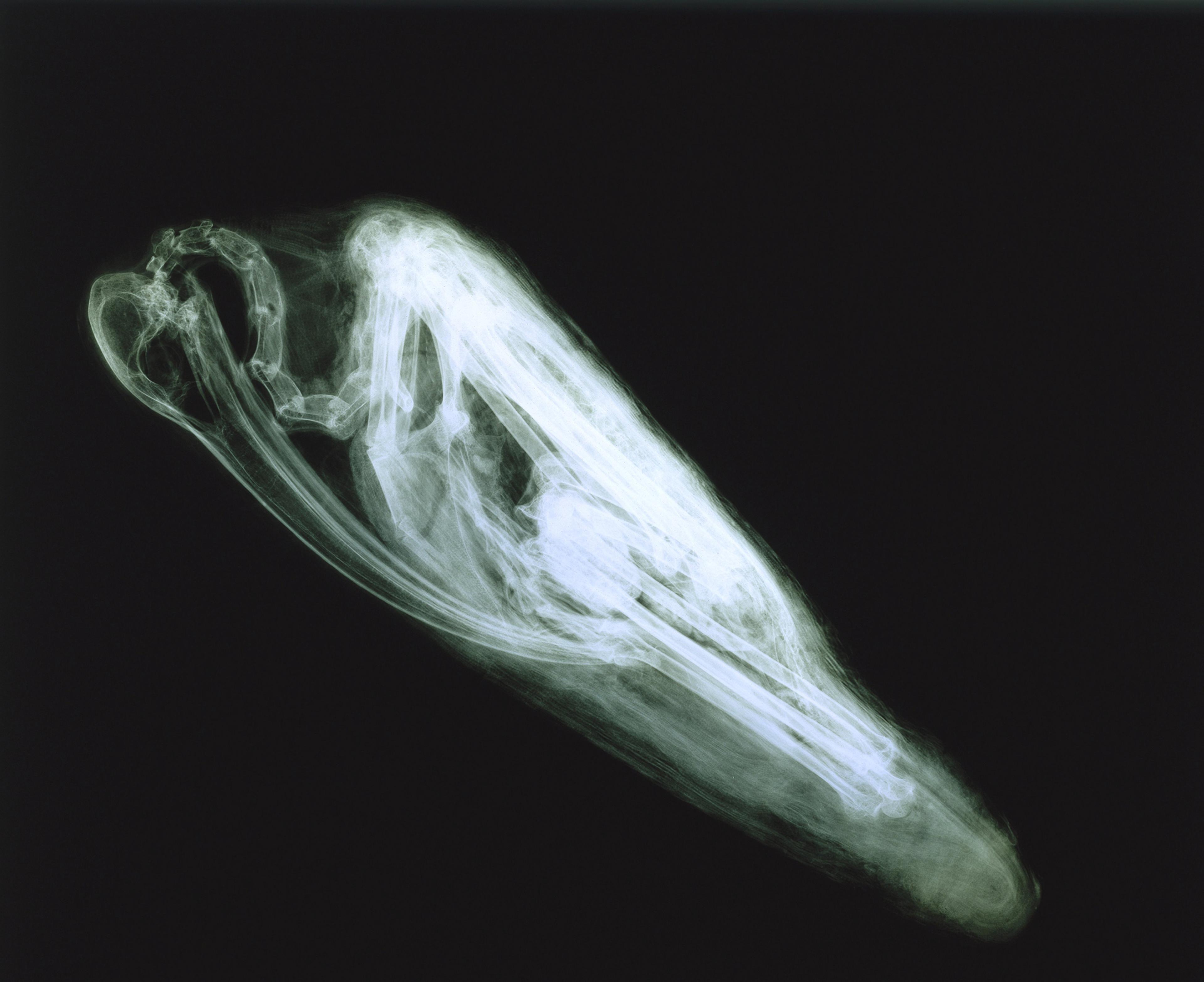 X-ray of Ibis Mummy (Brooklyn Museum, 14.651)