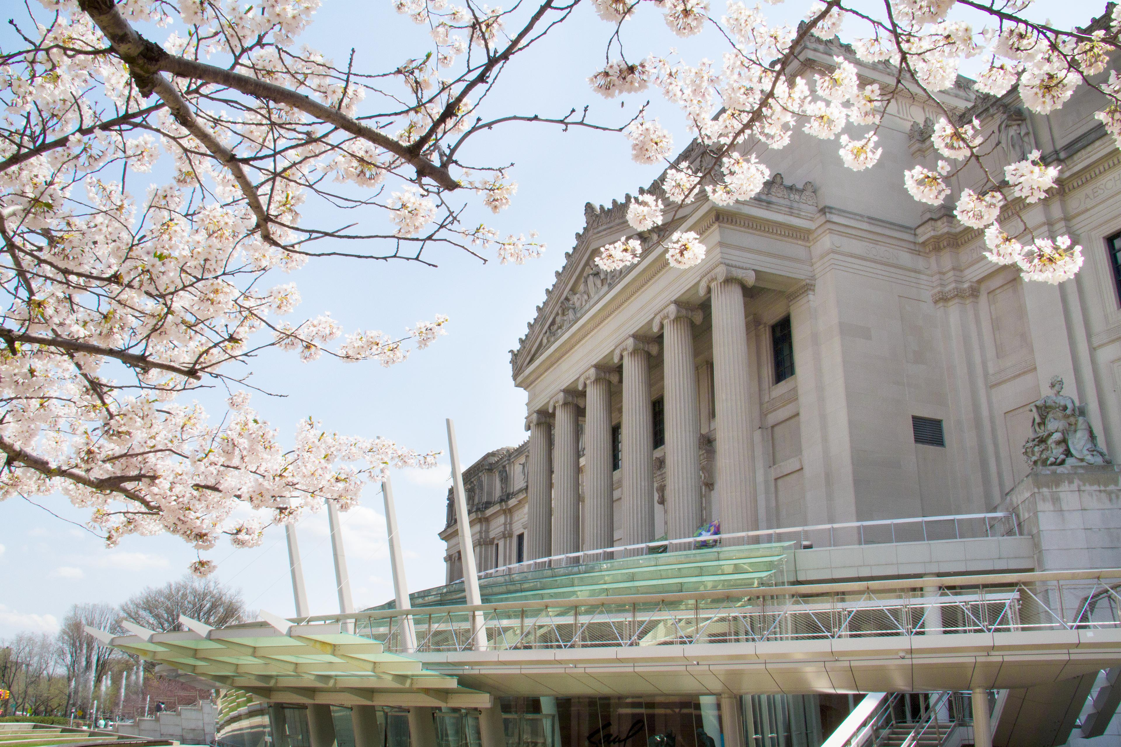 A photo of the front of the Brooklyn Museum through the branches of a blooming cherry tree