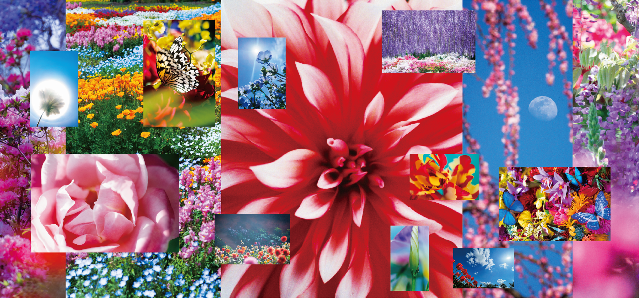 Mika Ninagawa: Feel the Flow(ers) · Brooklyn Museum
