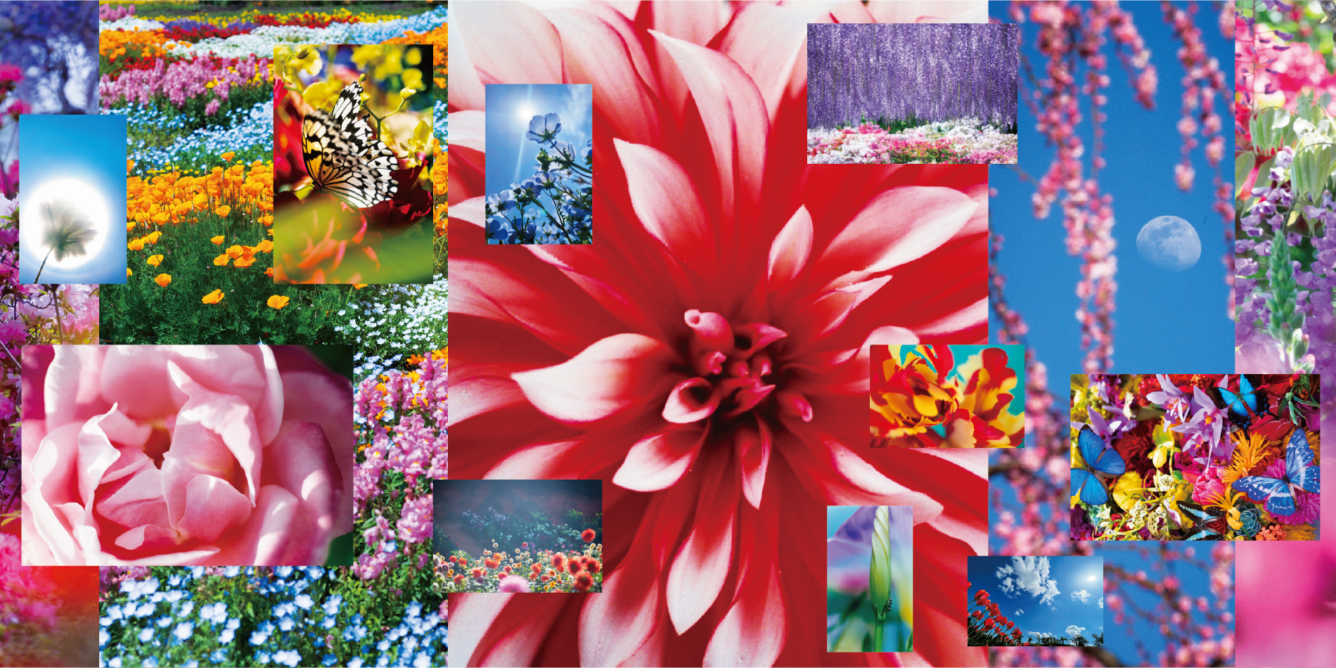 Mika Ninagawa: Feel the Flow(ers) at Brooklyn Museum