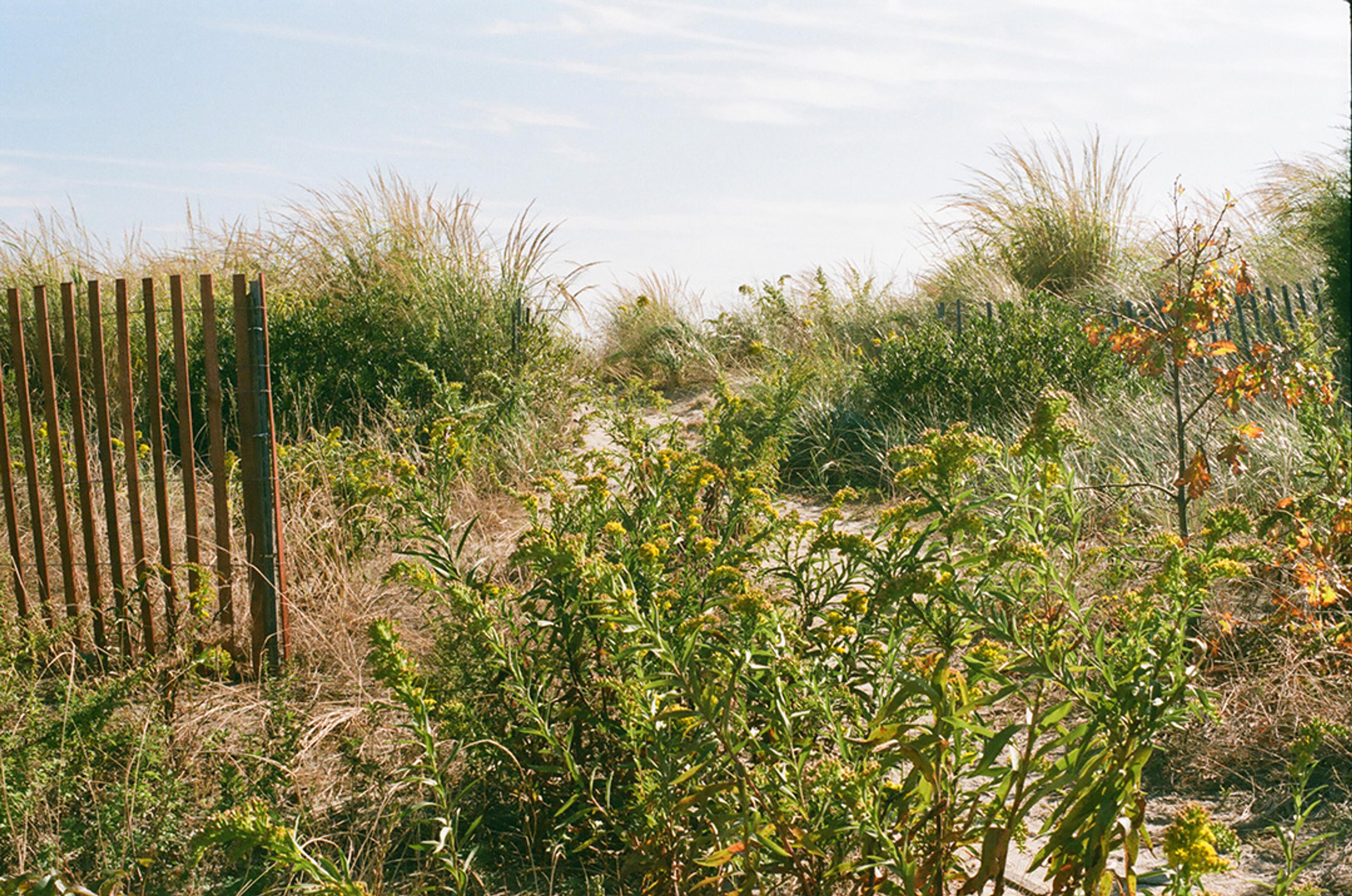 A path that zine artist Sarah Nicholls walks when seeking inspiration for her practice. (Photo: Sarah Nicholls)