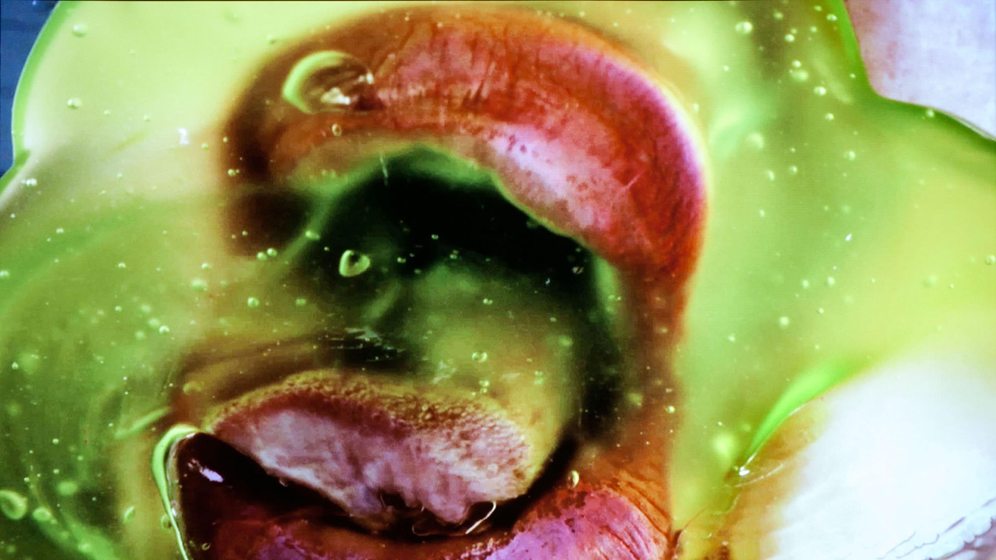 Marilyn Minter (American, born 1948). Still from Green Pink Caviar, 2009. HD digital video, 7 min., 45 sec. Courtesy of the artist, Salon 94, New York, and Regen Projects, Los Angeles