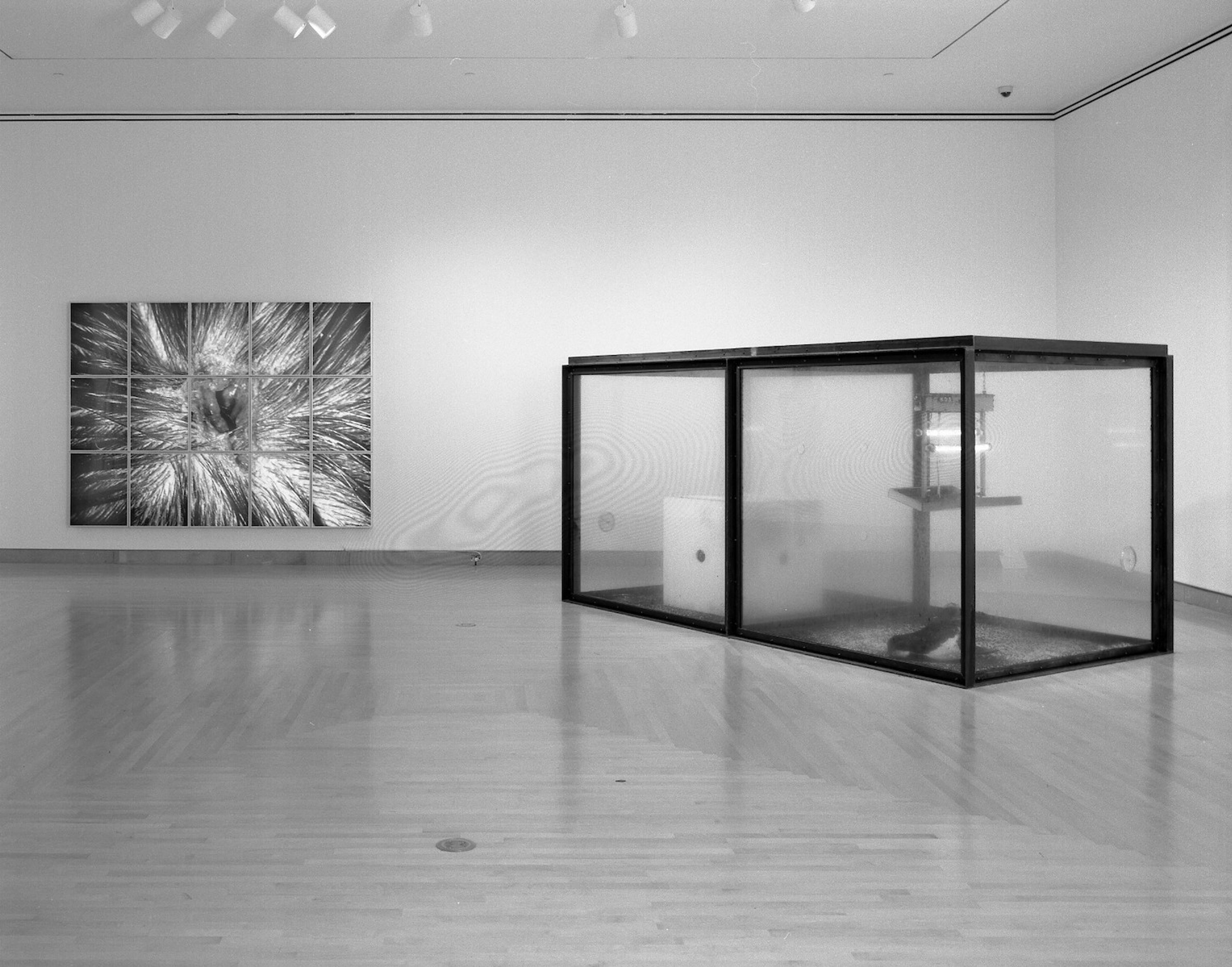 A Thousand Years by Damien Hirst in the exhibition Sensation: Young British Artists from the Saatchi Collection, on view October 2, 1999–January 9, 2000. (Photo: Brooklyn Museum)