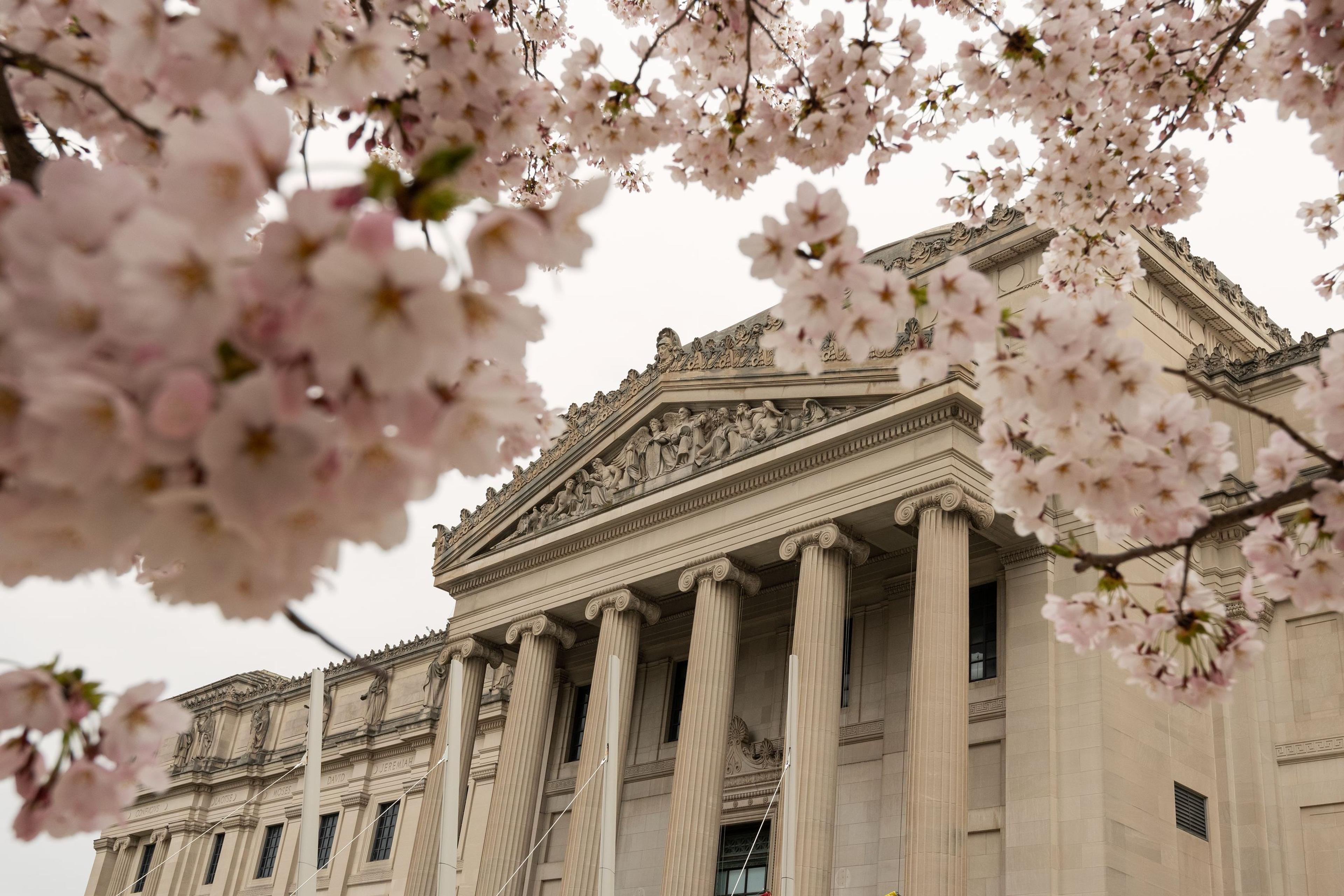 Photo of the Brooklyn Museum exterior with pink cherry blossoms in the foreground