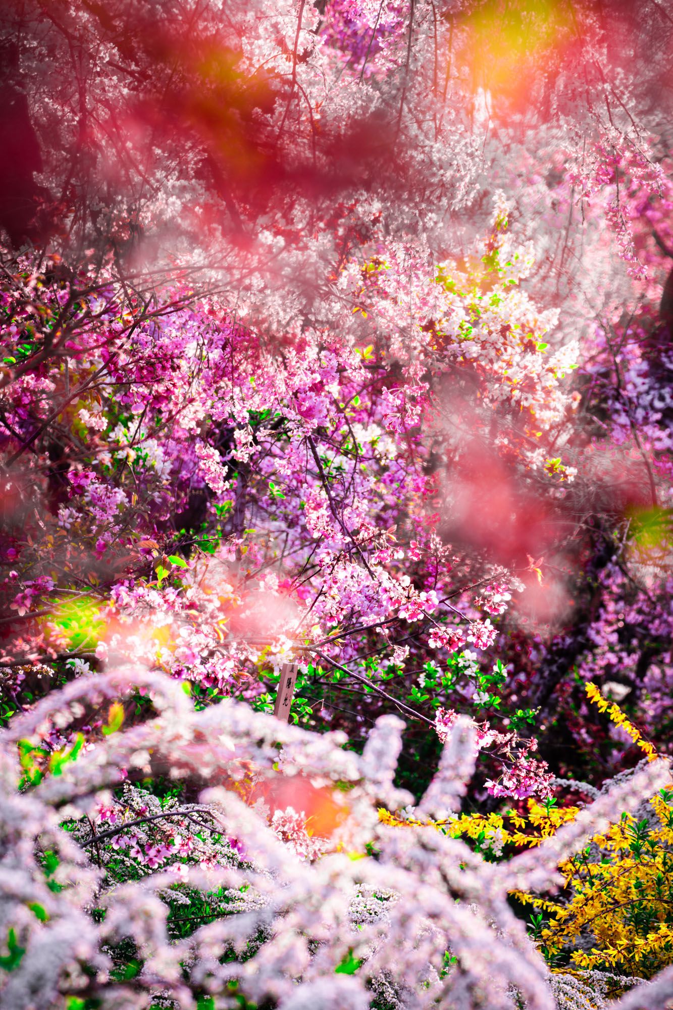 Mika Ninagawa: Feel the Flow(ers) · Brooklyn Museum
